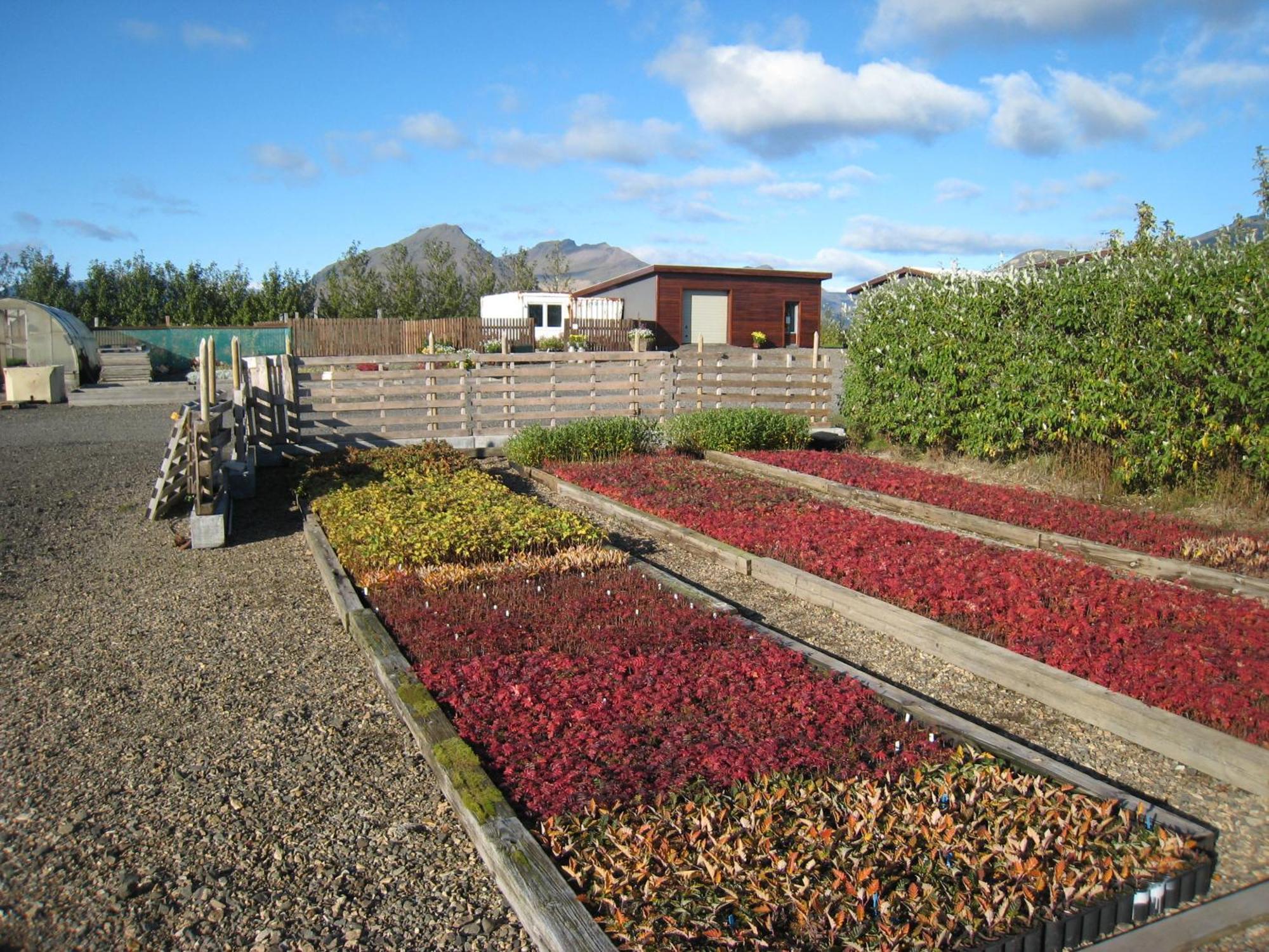 Dilksnes Guesthouse Höfn Exterior foto